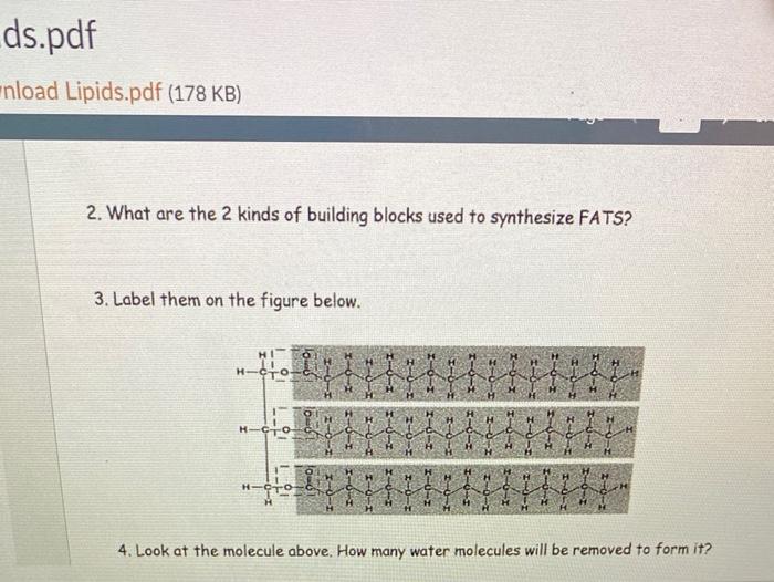 Building blocks 2024 of fat