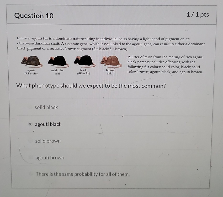 Solved Question 10 1/1 pts In mice, agouti fur is a dominant
