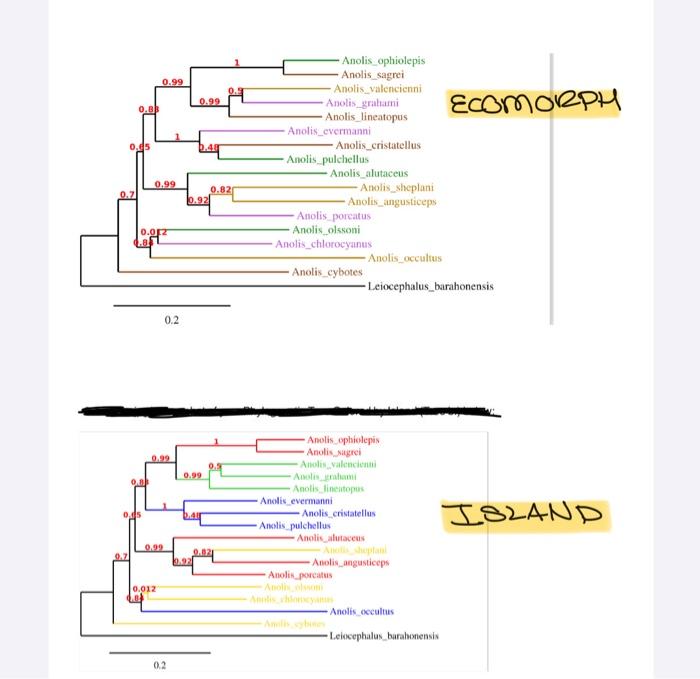 Based off the image ( A vs B island tree