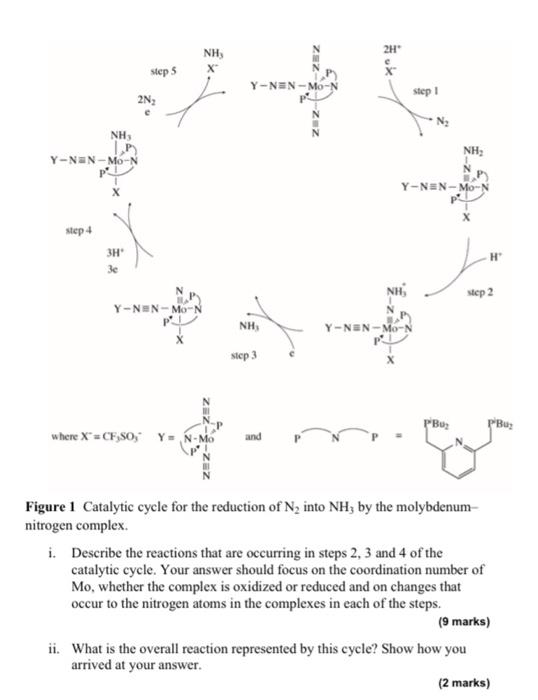 B In A Separate Study The Femo Protein Was Treat Chegg Com