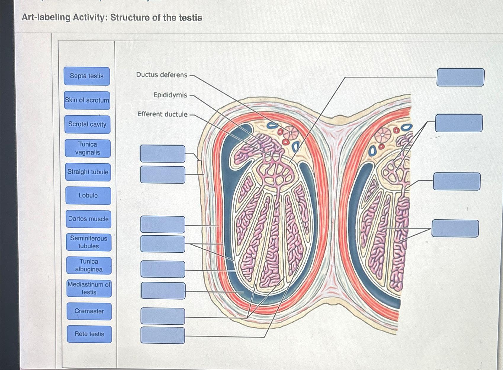 Art-labeling Activity: Structure of the testis | Chegg.com