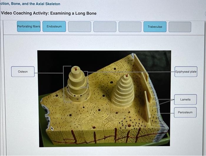 ction, Bone, and the Axial Skeleton Video Coaching Activity: Examining a Long Bone