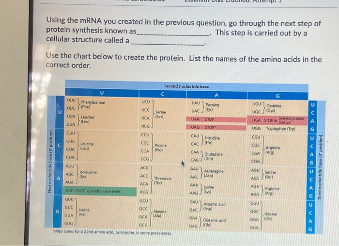 Solved Using the mRNA you created in the previous question, | Chegg.com