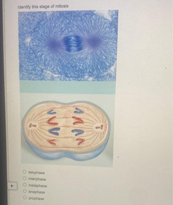 Solved Identify this stage of mitosis telophase interphase | Chegg.com