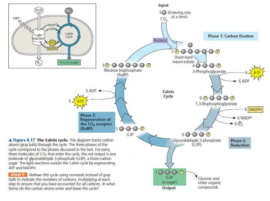 solved-how-are-the-large-numbers-of-atp-and-nadph-molecules-used