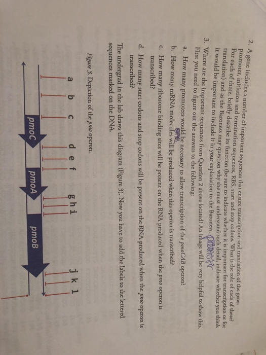 Solved: 2. A Gene Includes A Number Of Important Sequences... | Chegg.com