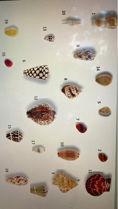 Solved Sorting Shells - HT On the next slide, you will have | Chegg.com