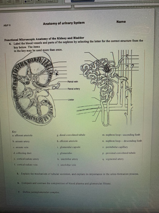 Solved Ro... 12 A A abe X, X? A.2.A u Anatomy of urinary | Chegg.com