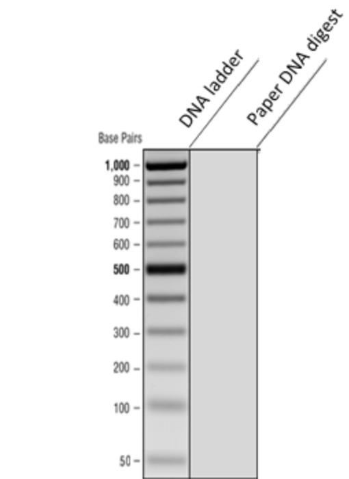 1. Using the gel picture of the DNA ladder, show | Chegg.com