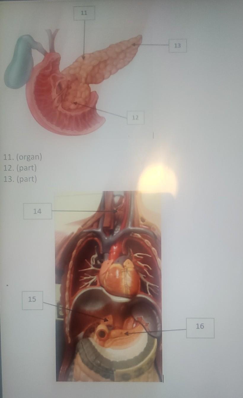 Solved anatomy of the endocrine system lab student answer | Chegg.com