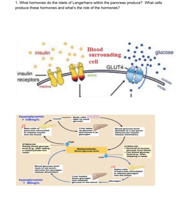 Solved 1. What hormones do the Islets of Langerhans within