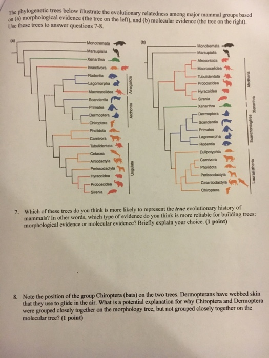 Solved phylogenetic trees below illustrate the evolutionary | Chegg.com
