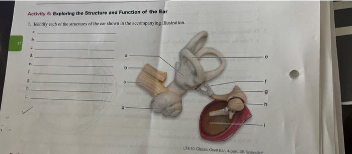 Solved Activity 6: Exploring the Structure and Function of | Chegg.com