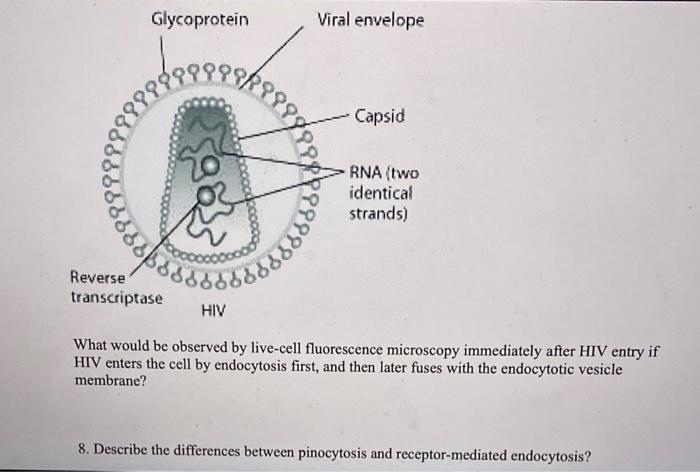 What would be observed by live-cell fluorescence | Chegg.com