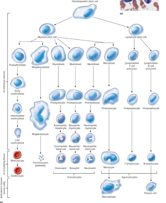Solved Hematopoietic stem cell (a) Myeloid stem cell | Chegg.com