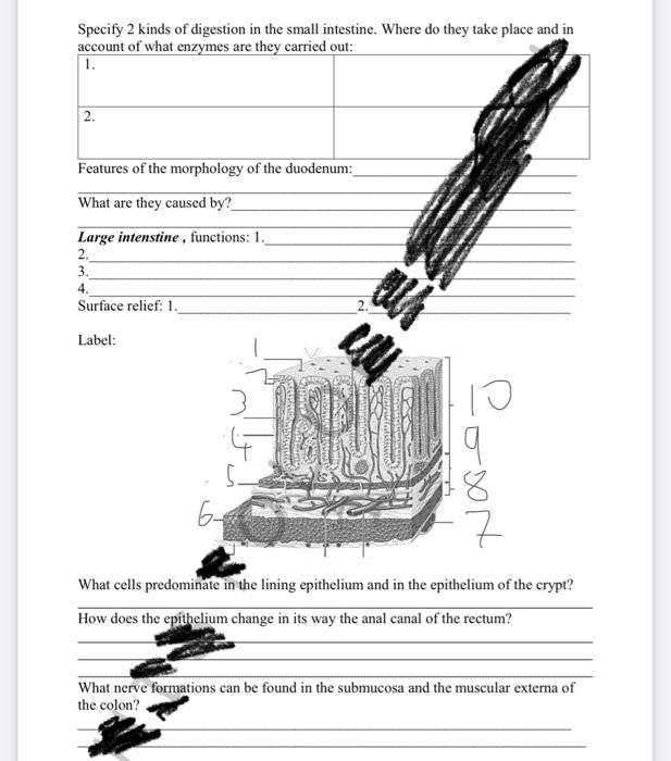 Solved label tye pictures clearly and fill the gaps please | Chegg.com