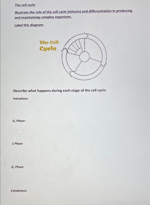 Solved The cell cycle Illustrate the role of the cell cycle | Chegg.com