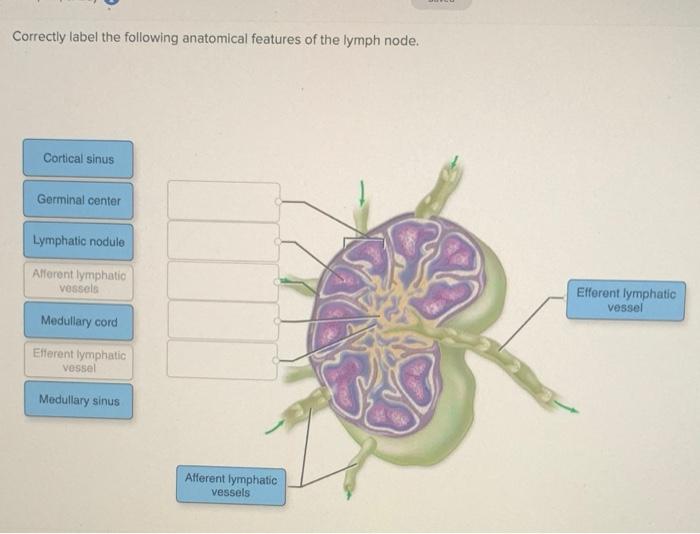 Solved Correctly label the following anatomical features of | Chegg.com