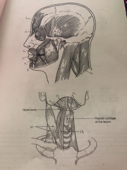 Solved Color the muscles of the face ED Note: Platysma cut | Chegg.com