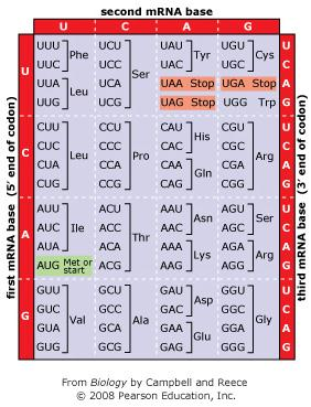 Mrna Genetic Code Chart