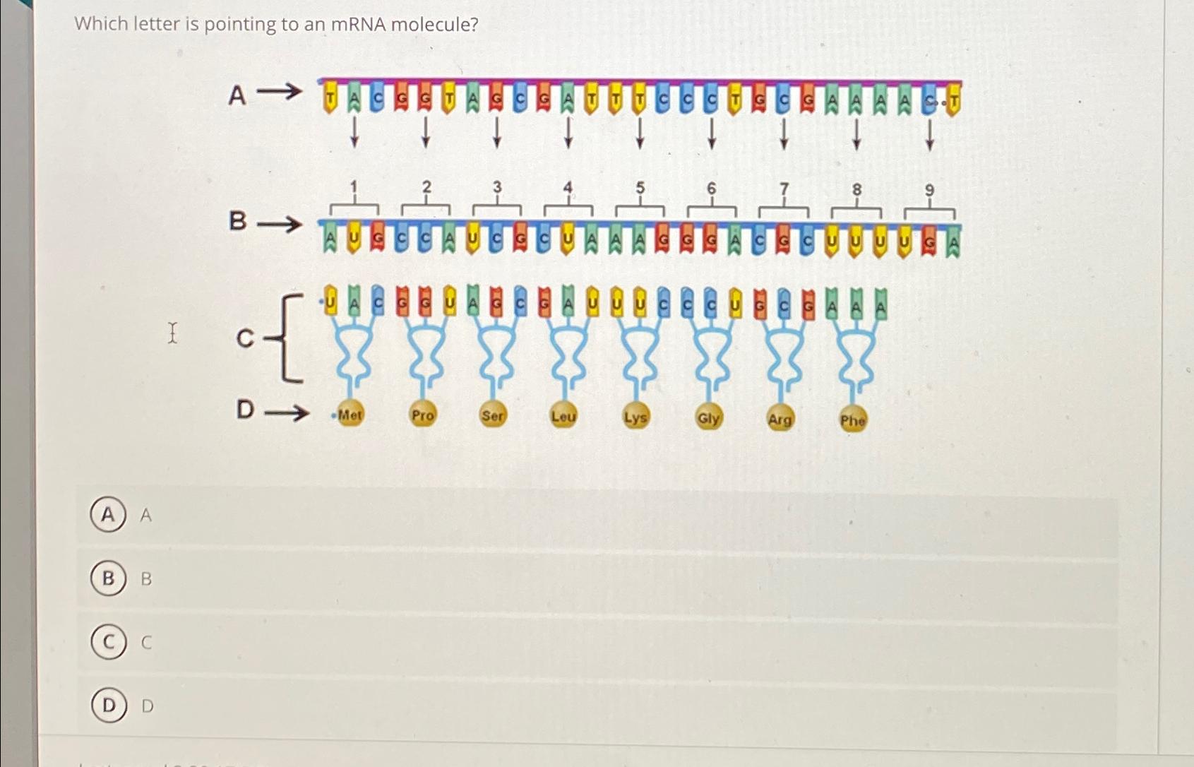 Solved Which letter is pointing to an mRNA molecule?ABCD | Chegg.com