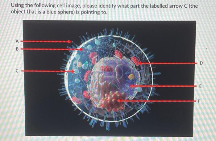 Solved Using The Following Cell Image, Please Identify What | Chegg.com