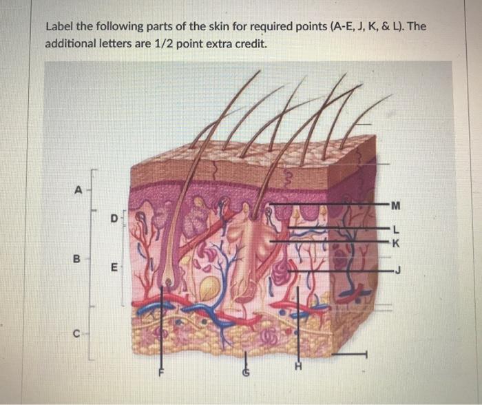 Solved Label the following parts of the skin for required | Chegg.com