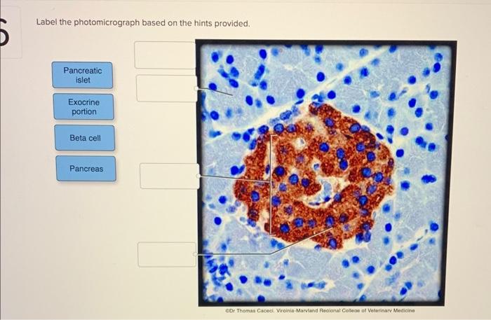 Solved Label the photomicrograph based on the hints | Chegg.com