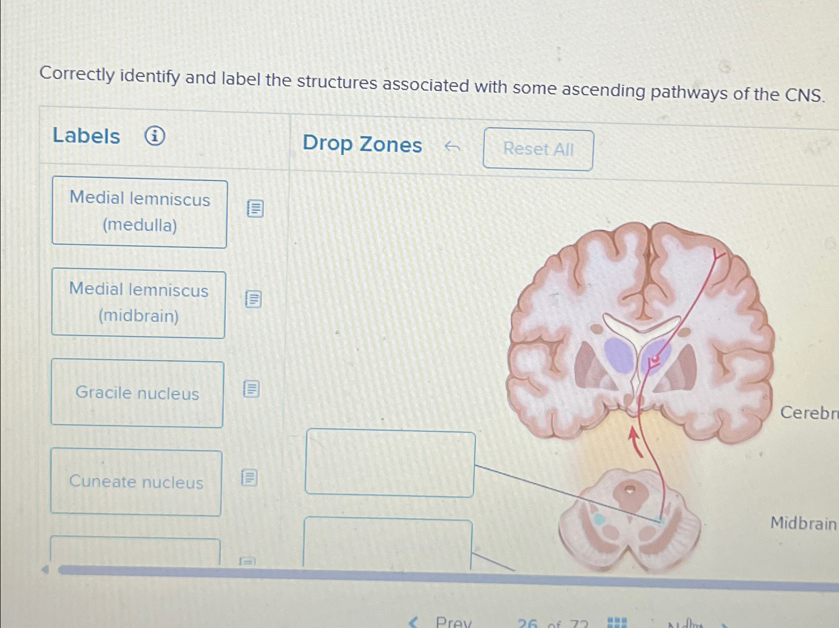Correctly identify and label the structures | Chegg.com