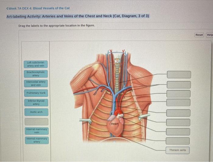 cat dissection arteries model