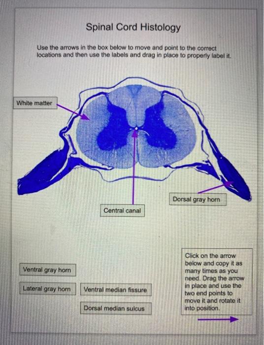 Spinal Cord Cross Section Histology Kulturaupice Hot Sex Picture 1610