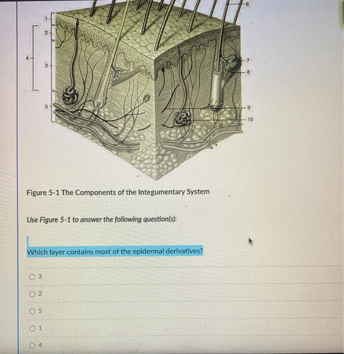 Solved 8 10 Figure 5-1 The Components of the Integumentary | Chegg.com