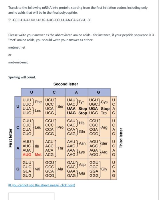Solved Translate the following mRNA into protein, starting | Chegg.com