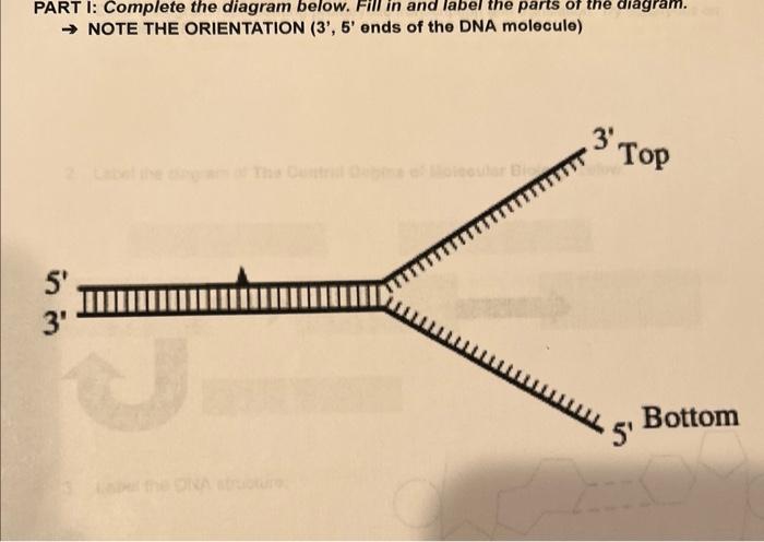 Solved PART I: Complete the diagram below. Fill in and label | Chegg.com