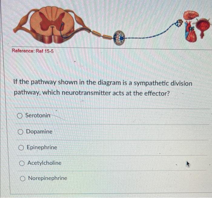 If the pathway shown in the diagram is a sympathetic division pathway, which neurotransmitter acts at the effector?
Serotonin