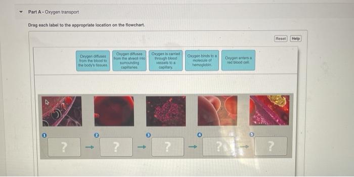 Solved Part A - Oxygen transport Drag each label to the | Chegg.com