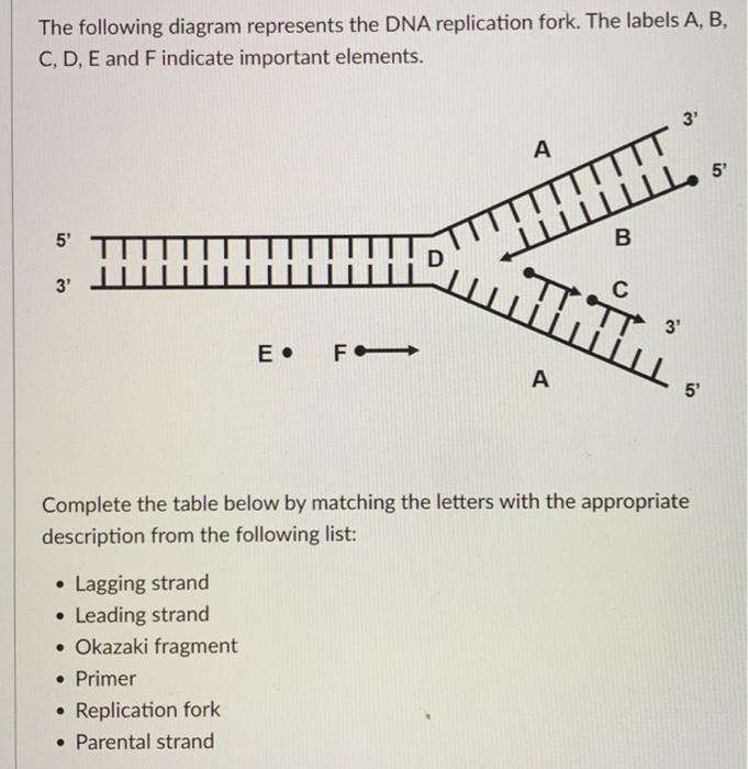 The following diagram represents the DNA replication fork. The labels A, B,
C, D, E and F indicate important elements.
3
A
5