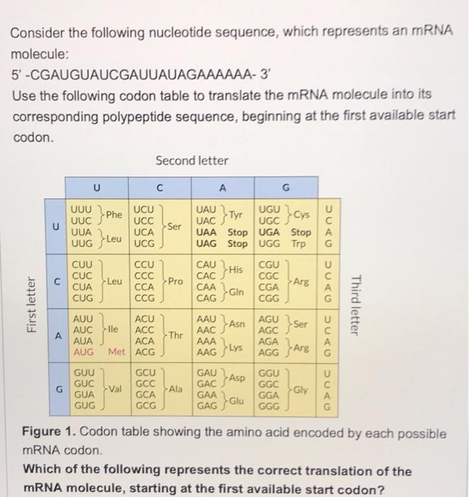 solved-consider-the-following-nucleotide-sequence-which-chegg