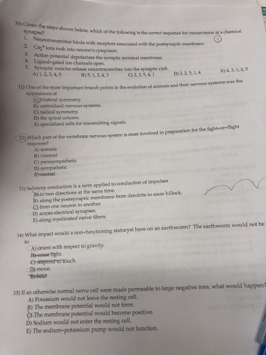 Solved 30) Given the steps shown below, which synapse? own | Chegg.com