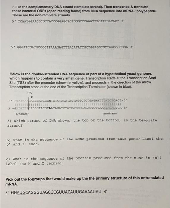 Solved Fill In The Complementary Dna Strand Template Chegg Com