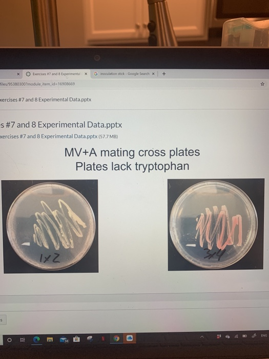this is all the info for the lab im very confused on | Chegg.com
