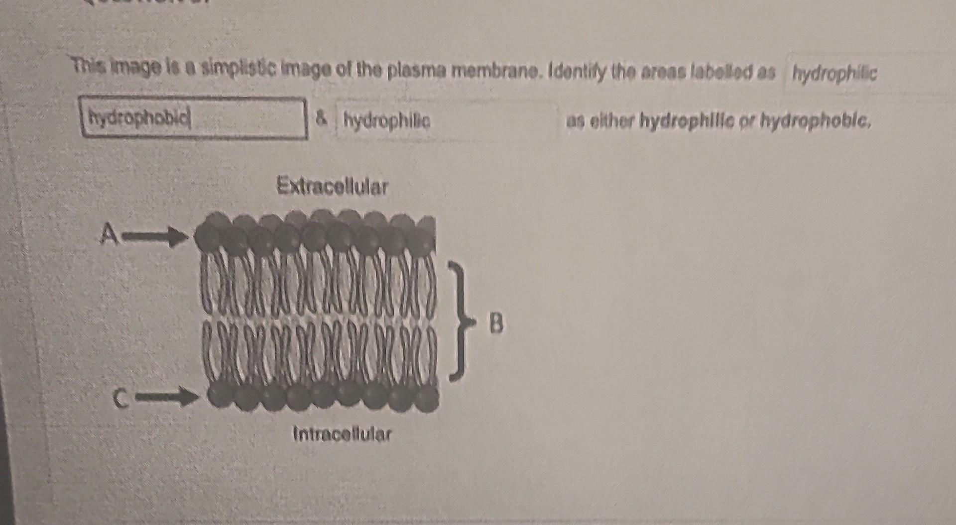 Solved This image is a simplistci image of the plasma | Chegg.com