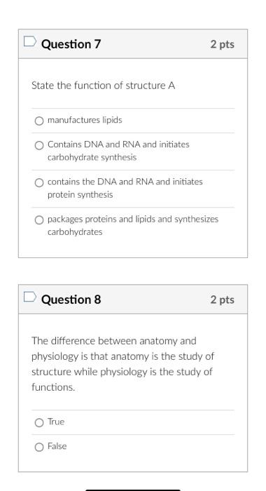 State the function of structure A
manufactures lipids
Contains DNA and RNA and initiates carbohydrate synthesis
contains the 