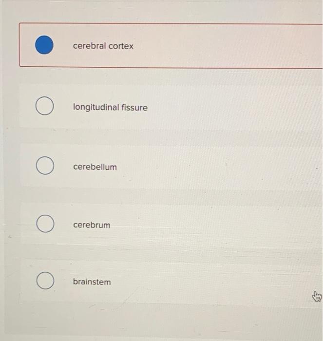 solved-which-structure-is-highlighted-cerebral-cortex-chegg