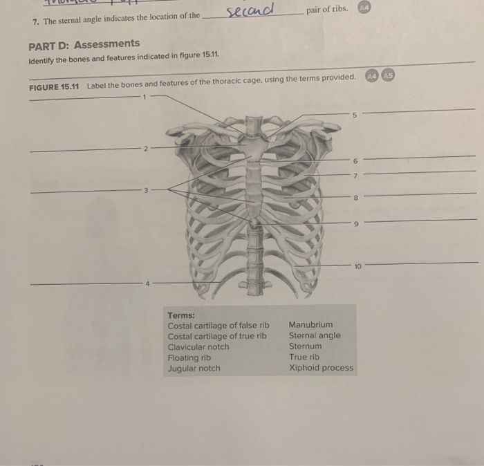 7. The sternal angle indicates the location of the | Chegg.com