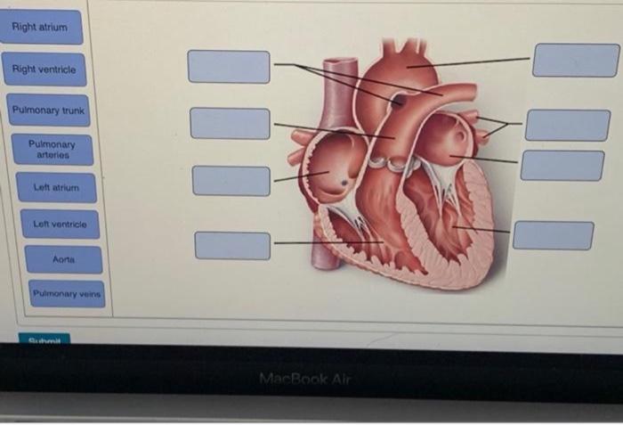 solved-label-the-structures-that-contain-oxygen-poor-blood-chegg