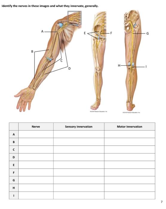 Solved Identify the nerves in these images and what they | Chegg.com