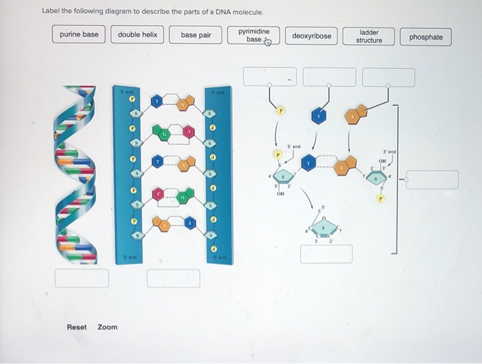 structure of dna diagram labeled