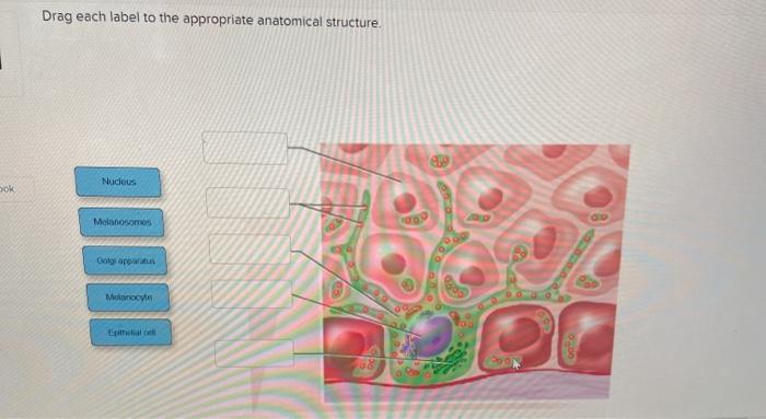 Solved Drag each label to the appropriate anatomical | Chegg.com