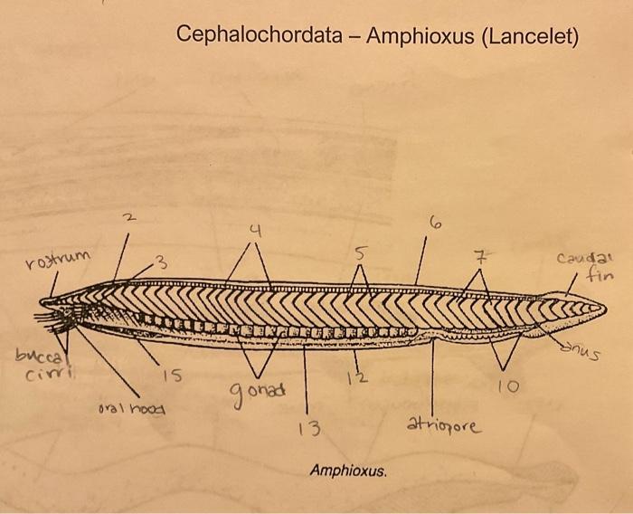 Solved Vertebrata - Turtle (Reptiliia or | Chegg.com